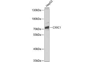 Western blot analysis of extracts of HepG2 cells, using CXXC1 antibody (ABIN6130101, ABIN6139291, ABIN6139294 and ABIN6217417) at 1:1000 dilution. (CXXC1 抗体  (AA 1-210))