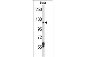 Western blot analysis of DPP8 Antibody in Hela cell line lysates (35ug/lane) (DPP8 抗体  (N-Term))