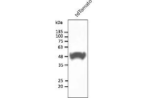 Western Blotting (WB) image for anti-tdTomato Fluorescent Protein (tdTomato) antibody (ABIN7273105) (tdTomato 抗体)