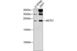 Western blot analysis of extracts of various cell lines, using MCTS1 antibody (ABIN6132341, ABIN6143657, ABIN6143658 and ABIN6224877) at 1:3000 dilution.
