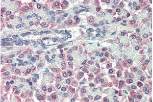 ABIN185630 (10µg/ml) staining of paraffin embedded Human Pancreas. (TTR 抗体  (Internal Region))