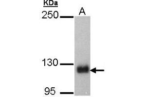 Western Blotting (WB) image for anti-SREBF chaperone (SCAP) (AA 977-1194) antibody (ABIN467517)
