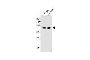 All lanes : Anti-METTL4 Antibody (C-term) at 1:1000 dilution Lane 1: Human liver lysate Lane 2: U-2OS whole cell lysate Lysates/proteins at 20 μg per lane. (METTL4 抗体  (C-Term))