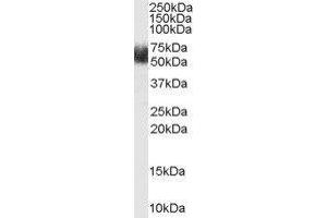 Western Blotting (WB) image for F-Box and Leucine-Rich Repeat Protein 3 (FBXL3) peptide (ABIN370225) (F-Box and Leucine-Rich Repeat Protein 3 (FBXL3) Peptide)