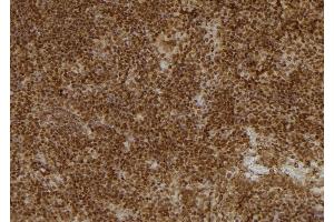 ABIN6277102 at 1/100 staining Mouse spleen tissue by IHC-P. (UAP1 抗体  (Internal Region))