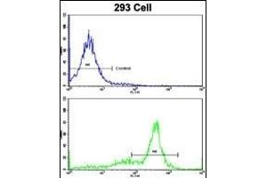 Flow cytometric analysis of 293 cells using ATP5O Antibody (N-term)(bottom histogram) compared to a negative control cell (top histogram). (ATP5O 抗体  (N-Term))