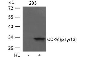 Image no. 1 for anti-Cyclin-Dependent Kinase 6 (CDK6) (pTyr13) antibody (ABIN401597) (CDK6 抗体  (pTyr13))