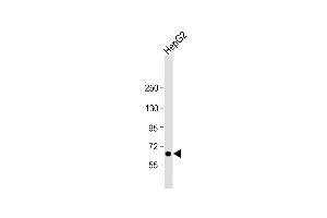 Anti-LSR Antibody (N-Term) at 1:2000 dilution + HepG2 whole cell lysate Lysates/proteins at 20 μg per lane. (LSR 抗体  (AA 10-43))