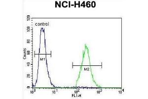 CCDC54 Antibody (Center) flow cytometric analysis of NCI-H460 cells (right histogram) compared to a negative control cell (left histogram). (CCDC54 抗体  (Middle Region))