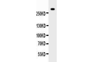 Anti-VWF Picoband antibody,  All lanes: Anti-VWF at 0. (VWF 抗体  (AA 2535-2813))