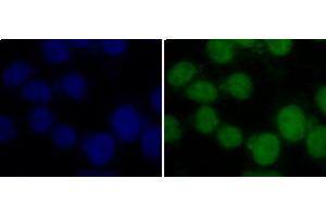 Immunofluorescence analysis of 293T cells using TriMethyl-Histone H3-K36 Polyclonal Antibody