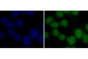 Immunofluorescence analysis of 293T cells using TriMethyl-Histone H3-K36 Polyclonal Antibody (Histone 3 抗体  (3meLys36))