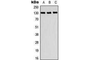 Western blot analysis of PRDM10 expression in A549 (A), NS-1 (B), H9C2 (C) whole cell lysates. (PRDM10 抗体  (Center))