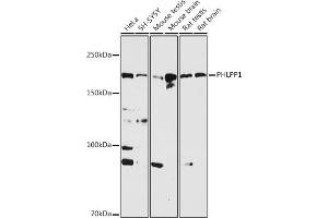 Western blot analysis of extracts of various cell lines, using PHLPP1 antibody (ABIN6128434, ABIN6145573, ABIN6145574 and ABIN6225035) at 1:1000 dilution. (PHLPP1 抗体  (AA 1508-1717))