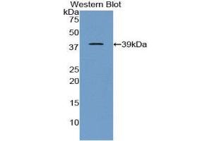 Western Blotting (WB) image for anti-Apolipoprotein C-I (APOC1) (AA 34-88) antibody (ABIN3208965) (APOC1 抗体  (AA 34-88))