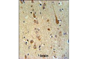 FAAH2 Antibody IHC analysis in formalin fixed and paraffin embedded human brain tissue followed by peroxidase conjugation of the secondary antibody and DAB staining. (FAAH2 抗体  (C-Term))