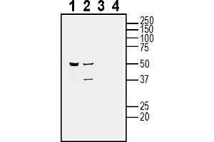 Western blot analysis of human HMC3 microglia cell line lysate (lanes 1 and 3) and human  MG glioma cell line lysate (lanes 2 and 4):1-2. (CALHM2 抗体  (Extracellular))