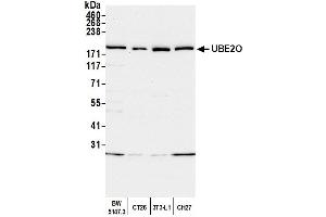 Western Blotting (WB) image for anti-Ubiquitin-Conjugating Enzyme E2O (UBE2O) (AA 725-775) antibody (ABIN7452135) (UBE2O 抗体  (AA 725-775))