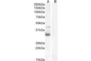 ABIN184715 (1µg/ml) staining of Jurkat (A) and negative control U937 (B) cell lysate (35µg protein in RIPA buffer). (WNT4 抗体  (Internal Region))