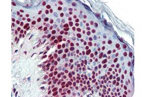 Anti-THOC4 antibody IHC of human skin. (THO Complex 4 抗体)
