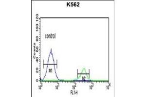 KIR3DS1 Antibody (C-term) (ABIN652617 and ABIN2842412) flow cytometric analysis of K562 cells (right histogram) compared to a negative control cell (left histogram). (KIR3DS1 抗体  (C-Term))