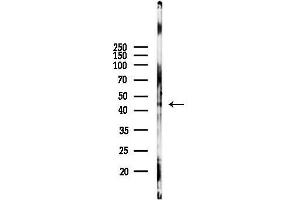 Western blot analysis of lysates from Mouse testis, using FCGR2B/CB Antibody at 1/1000 dilution.