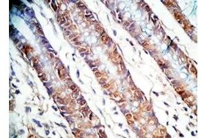 Human colon tissue was stained by Rabbit AntiPYY (3-36)-Gly (Human) Antiserum (Peptide YY (PYY) -Gly (AA 3-36) 抗体)