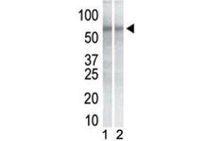 Western blot testing of mouse NIH3T3 cell lysate (Lane 1) and human K562 cell lysate (2) with CHK1 antibody.
