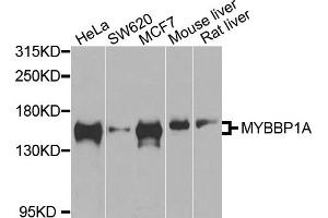Western blot analysis of extracts of various cell lines, using MYBBP1A antibody. (MYBBP1A 抗体)