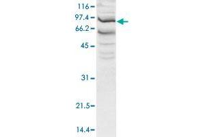 Western blot was performed using nuclear extracts from HeLa cells (HeLa NE, 20 ug) and the SSRP1 polyclonal antibody  at dilution 1 : 1,000 in TBS-Tween + 5% skimmed milk. (SSRP1 抗体  (N-Term))