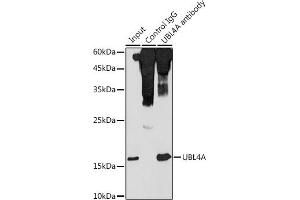 Immunoprecipitation analysis of 300 μg extracts of HeLa cells using 3 μg UBL4A antibody (ABIN6132763, ABIN6149851, ABIN6149852 and ABIN6220548).