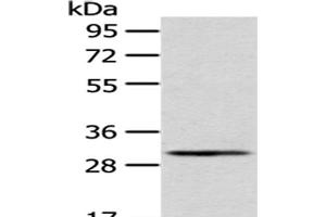 Western Blot analysis of A549 cells using AQP3 Polyclonal Antibody at dilution of 1/200 (AQP3 抗体)