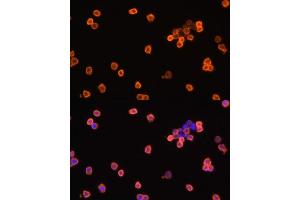 Immunofluorescence (IF) image for anti-Eukaryotic Translation Elongation Factor 1 alpha 1 (EEF1A1) (AA 123-462) antibody (ABIN7267022)
