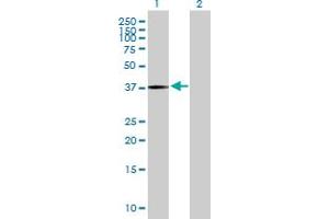 Western Blot analysis of PANK3 expression in transfected 293T cell line by PANK3 MaxPab polyclonal antibody.