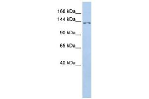 Western Blotting (WB) image for anti-Transmembrane Protein 132B (TMEM132B) antibody (ABIN2459374)
