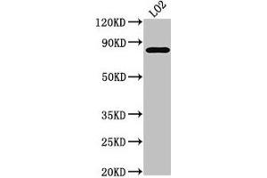 Western Blot Positive WB detected in: LO2 whole cell lysate All lanes: XRCC5 antibody at 3. (XRCC5 抗体  (AA 251-455))
