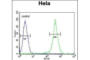 ASPSCR1 Antibody (C-term) (ABIN652768 and ABIN2842505) flow cytometric analysis of Hela cells (right histogram) compared to a negative control cell (left histogram). (ASPSCR1 抗体  (C-Term))