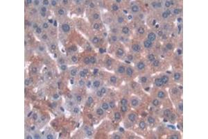 Figure. (Annexin A3 抗体  (AA 184-318))