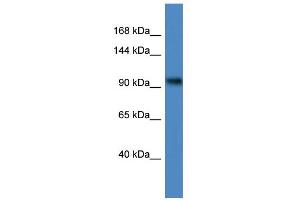 WB Suggested Anti-ZBTB4 Antibody Titration:  0. (ZBTB4 抗体  (C-Term))