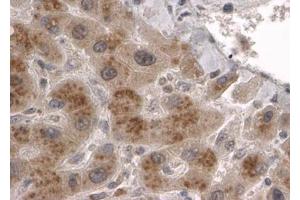 ABIN184946 (2µg/ml) staining of paraffin embedded Human Liver. (CLPP 抗体  (C-Term))