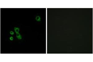 Immunofluorescence analysis of MCF7 cells, using TAS2R7 Antibody. (TAS2R7 抗体  (AA 47-96))