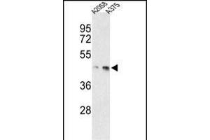 Western blot analysis of anti-MEK1 Antibody (/222) h in ,  cell line lysates (35 μg/lane). (MEK1 抗体  (AA 199-234))