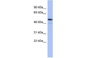 WB Suggested Anti-PCOLCE Antibody Titration: 0.