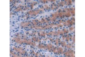 Used in DAB staining on fromalin fixed paraffin- embedded Kidney tissue (Ninein 抗体  (AA 1-153))