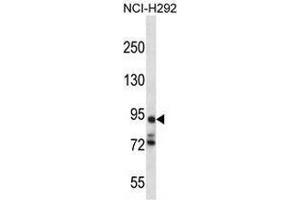 Western blot analysis in NCI-H292 cell line lysates (35ug/lane) using PCDHA7 Antibody (Center). (PCDHA7 抗体  (Middle Region))