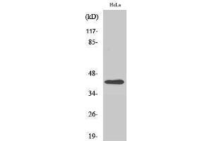 Western Blotting (WB) image for anti-Actin, beta (ACTB) (N-Term) antibody (ABIN3183160)