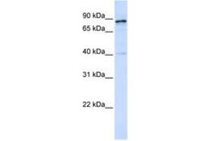 Image no. 1 for anti-Dynamin 1 (DNM1) (AA 756-805) antibody (ABIN6743593) (Dynamin 1 抗体  (AA 756-805))