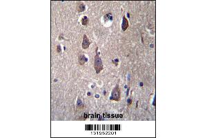 PCDHB12 Antibdy immunohistochemistry analysis in formalin fixed and paraffin embedded human brain tissue followed by peroxidase conjugation of the secondary antibody and DAB staining. (PCDHB12 抗体  (C-Term))