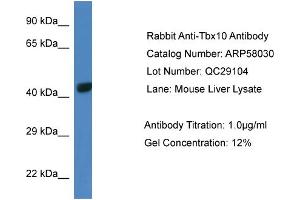 Western Blotting (WB) image for anti-T-Box 10 (TBX10) (Middle Region) antibody (ABIN2787521)