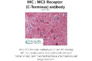Image no. 1 for anti-Melanocortin 3 Receptor (MC3R) (C-Term) antibody (ABIN1736807) (MC3R 抗体  (C-Term))